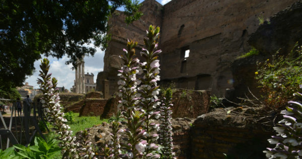 Tramonto sul Palatino.<br> La passeggiata di Goethe