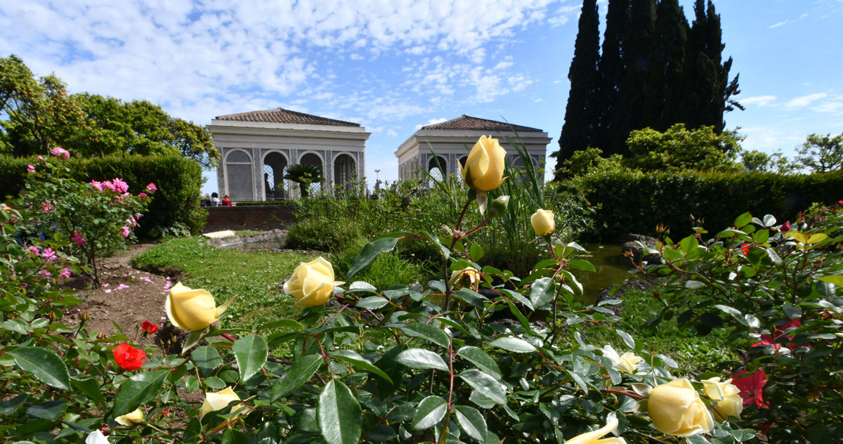 La regina del roseto negli Horti Farnesiani